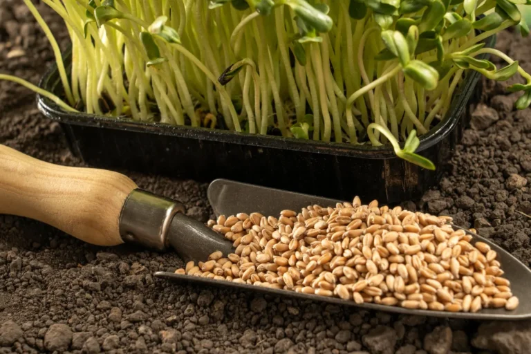organic farming seeds by A5A EXPORTER