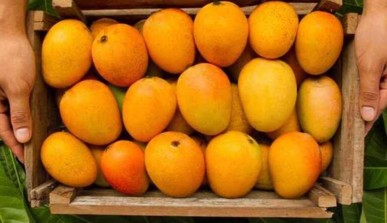 mango export from india to dubai by A5A EXPORTER
